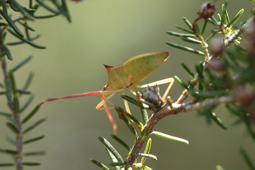 Coreidae:  Gonocerus insidiator